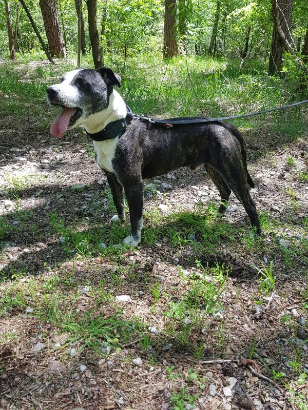 Zeus mix pitbull in adozione  Foto 6